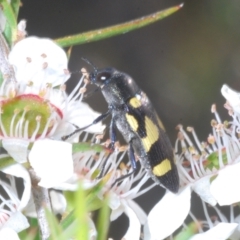 Castiarina puerilis at Cotter River, ACT - 10 Jan 2023 11:58 PM