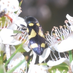 Castiarina puerilis at Cotter River, ACT - 10 Jan 2023 11:58 PM