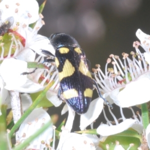 Castiarina puerilis at Cotter River, ACT - 10 Jan 2023 11:58 PM