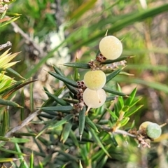 Lissanthe strigosa subsp. subulata (Peach Heath) at Mcleods Creek Res (Gundaroo) - 12 Jan 2023 by trevorpreston