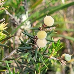 Lissanthe strigosa subsp. subulata (Peach Heath) at Gundaroo, NSW - 13 Jan 2023 by trevorpreston