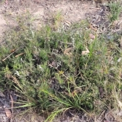 Lissanthe strigosa subsp. subulata at Gundaroo, NSW - 13 Jan 2023 08:45 AM