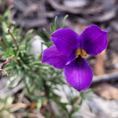 Cheiranthera linearis (Finger Flower) at Gundaroo, NSW - 13 Jan 2023 by trevorpreston