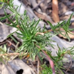 Cheiranthera linearis at Gundaroo, NSW - 13 Jan 2023