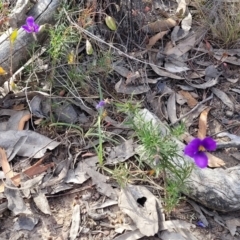 Cheiranthera linearis at Gundaroo, NSW - 13 Jan 2023