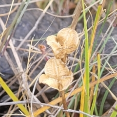 Wurmbea dioica subsp. dioica (Early Nancy) at Mcleods Creek Res (Gundaroo) - 12 Jan 2023 by trevorpreston