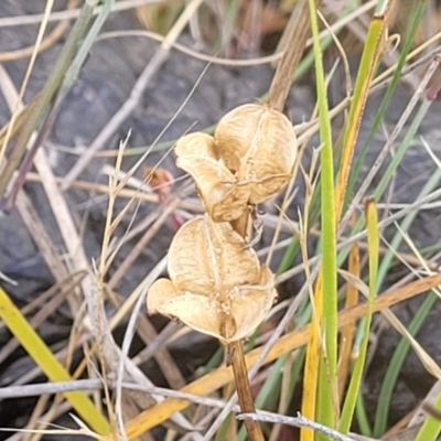 Wurmbea dioica subsp. dioica (Early Nancy) at Gundaroo, NSW - 12 Jan 2023 by trevorpreston