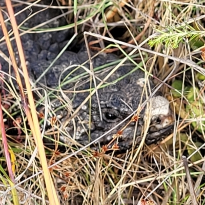 Tiliqua rugosa (Shingleback Lizard) at Gundaroo, NSW - 13 Jan 2023 by trevorpreston