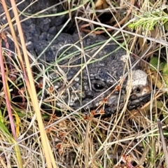 Tiliqua rugosa at Gundaroo, NSW - 13 Jan 2023 08:39 AM