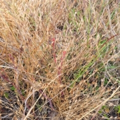 Juncus bufonius at Gundaroo, NSW - 13 Jan 2023