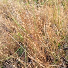 Juncus bufonius at Gundaroo, NSW - 13 Jan 2023