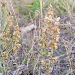 Gamochaeta purpurea (Purple Cudweed) at Gundaroo, NSW - 12 Jan 2023 by trevorpreston