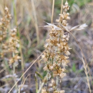 Gamochaeta purpurea at Mcleods Creek Res (Gundaroo) - 13 Jan 2023 08:37 AM