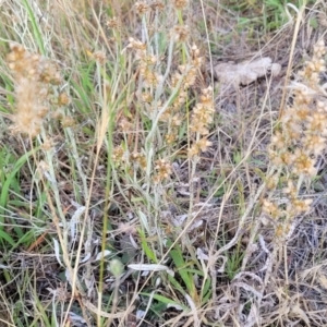 Gamochaeta purpurea at Mcleods Creek Res (Gundaroo) - 13 Jan 2023 08:37 AM