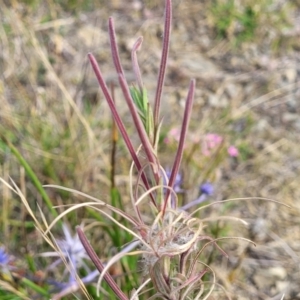 Epilobium billardiereanum at Gundaroo, NSW - 13 Jan 2023 08:37 AM