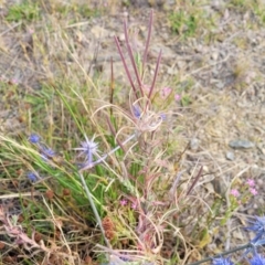 Epilobium billardiereanum at Gundaroo, NSW - 13 Jan 2023 08:37 AM