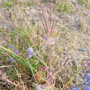 Epilobium billardiereanum at Gundaroo, NSW - 13 Jan 2023