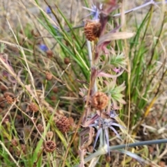 Epilobium billardiereanum at Gundaroo, NSW - 13 Jan 2023 08:37 AM