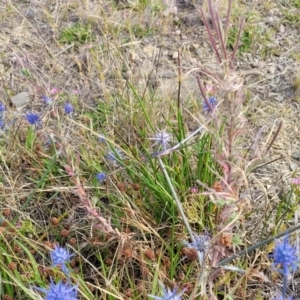 Epilobium billardiereanum at Gundaroo, NSW - 13 Jan 2023 08:37 AM