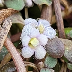 Glossostigma elatinoides (Small Mud-mat) at Gundaroo, NSW - 12 Jan 2023 by trevorpreston