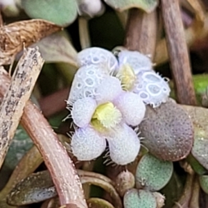 Glossostigma elatinoides at Gundaroo, NSW - 13 Jan 2023