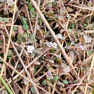 Glossostigma elatinoides at Gundaroo, NSW - 13 Jan 2023