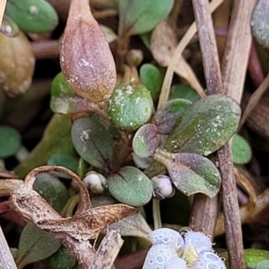 Glossostigma elatinoides at Gundaroo, NSW - 13 Jan 2023 08:31 AM