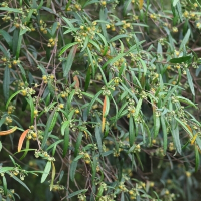 Beyeria lasiocarpa (Wallaby bush) at Pambula Beach, NSW - 31 Dec 2022 by KylieWaldon