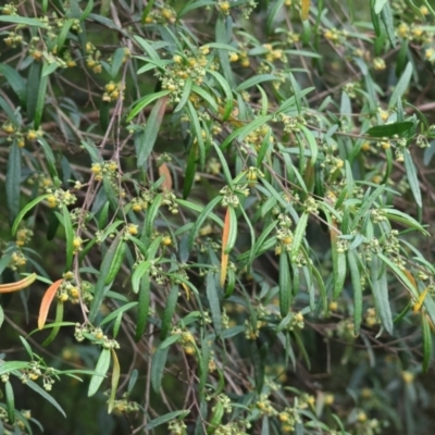 Beyeria lasiocarpa (Wallaby bush) at Pambula - 31 Dec 2022 by KylieWaldon