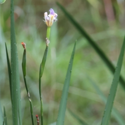 Dietes grandiflora (Rainbow Iris) at Pambula - 30 Dec 2022 by KylieWaldon