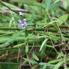 Glycine clandestina (Twining Glycine) at Pambula Beach, NSW - 31 Dec 2022 by KylieWaldon