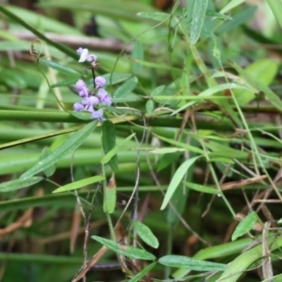 Glycine clandestina (Twining Glycine) at Pambula Beach, NSW - 31 Dec 2022 by KylieWaldon