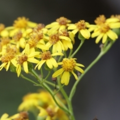 Senecio linearifolius (Fireweed Groundsel, Fireweed) at Pambula Beach, NSW - 30 Dec 2022 by KylieWaldon