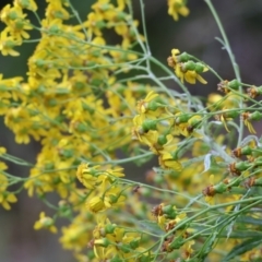 Senecio linearifolius at Pambula Beach, NSW - 31 Dec 2022