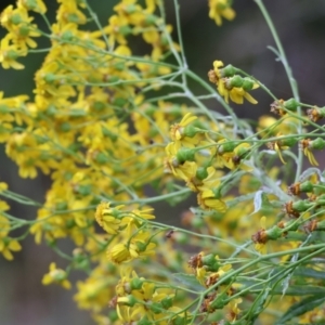 Senecio linearifolius at Pambula Beach, NSW - 31 Dec 2022