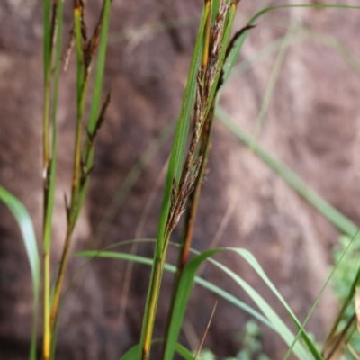 Gahnia sp. at Pambula Beach, NSW - 30 Dec 2022 by KylieWaldon