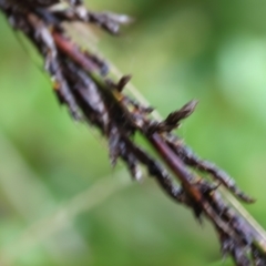 Gahnia sp. at Pambula Beach, NSW - 31 Dec 2022 08:00 AM