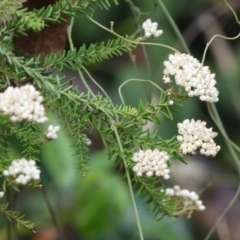 Ozothamnus diosmifolius (Rice Flower, White Dogwood, Sago Bush) at Pambula Beach, NSW - 31 Dec 2022 by KylieWaldon