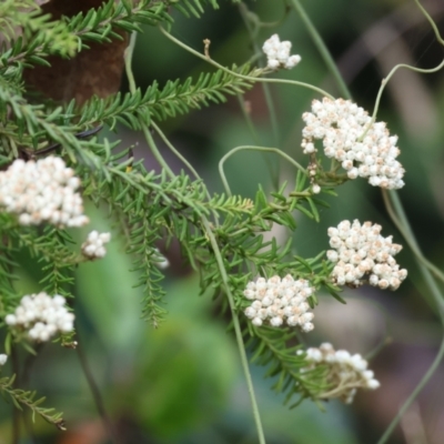 Ozothamnus diosmifolius (Rice Flower, White Dogwood, Sago Bush) at Pambula - 30 Dec 2022 by KylieWaldon