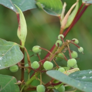 Homalanthus populifolius at Pambula Beach, NSW - 31 Dec 2022 08:06 AM