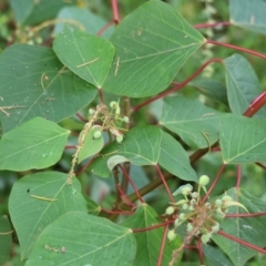 Homalanthus populifolius at Pambula Beach, NSW - 31 Dec 2022 08:06 AM