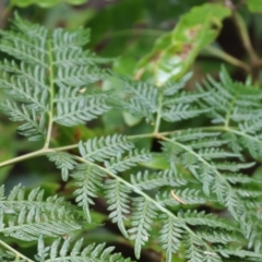 Pteridium esculentum (Bracken) at Pambula Beach, NSW - 30 Dec 2022 by KylieWaldon