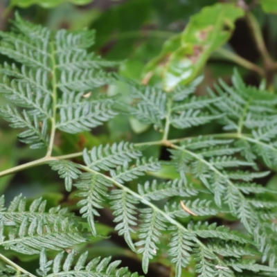 Pteridium esculentum (Bracken) at Pambula - 30 Dec 2022 by KylieWaldon