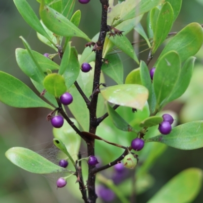 Myoporum boninense subsp. australe (Boobialla) at Pambula Beach, NSW - 31 Dec 2022 by KylieWaldon
