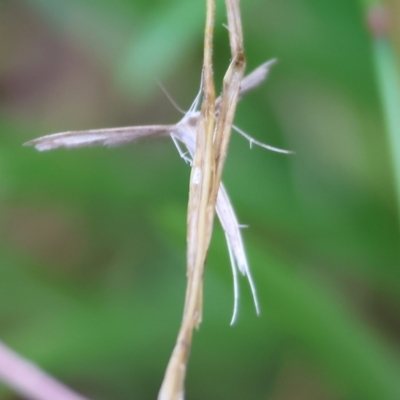 Pterophoridae (family) (A Plume Moth) at Pambula - 30 Dec 2022 by KylieWaldon