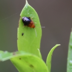 Alticini (tribe) (Unidentified flea beetle) at Pambula Beach, NSW - 30 Dec 2022 by KylieWaldon