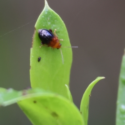 Alticini (tribe) (Unidentified flea beetle) at Pambula Beach, NSW - 30 Dec 2022 by KylieWaldon