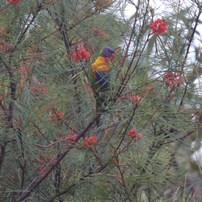 Trichoglossus moluccanus (Rainbow Lorikeet) at Pambula - 31 Dec 2022 by KylieWaldon