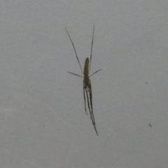 Tetragnatha sp. (genus) (Long-jawed spider) at Flea Bog Flat to Emu Creek Corridor - 13 Jan 2023 by jgiacon