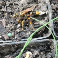 Sceliphron formosum at Belconnen, ACT - 13 Jan 2023